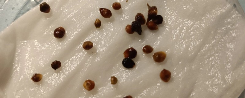 菠菜的催芽方法，将种子放在凉水种浸泡24小时