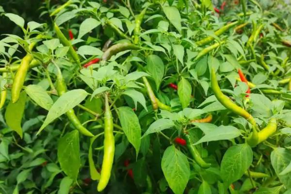 辣椒烟青虫的危害症状，会啃食果实并排泄大量粪便