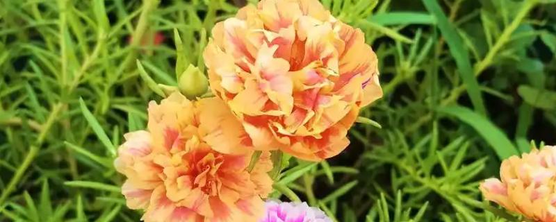 太阳花有什么特点，其花期很长