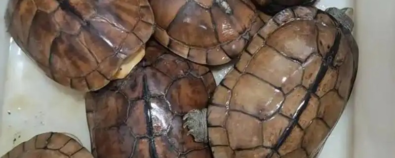 金钱龟的饲养方式，池水透明度保持在30-50厘米