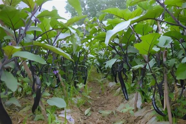 茄子的形态特征,根系深可达50cm以上