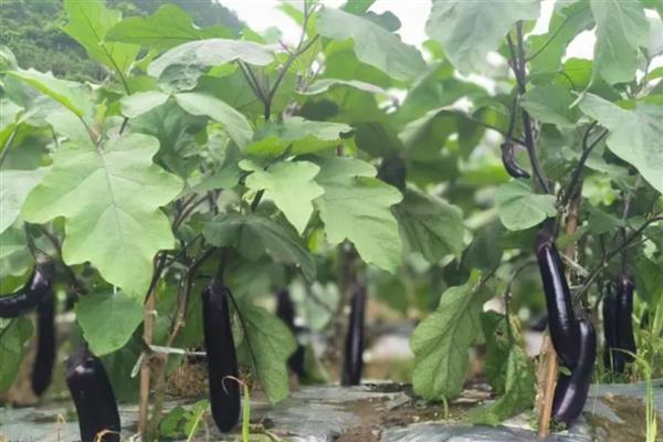 茄子的形态特征,根系深可达50cm以上
