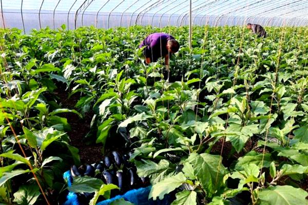 茄子的形态特征,根系深可达50cm以上