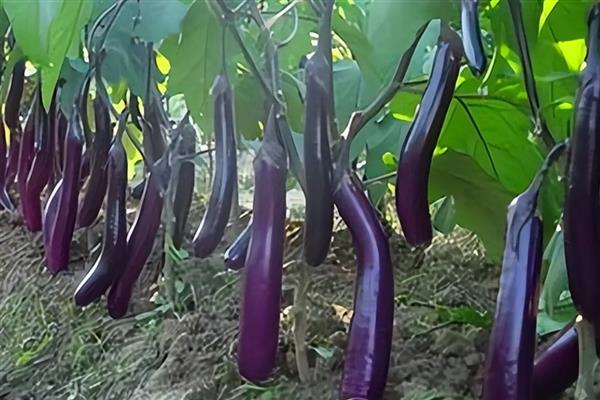 茄子的形态特征,根系深可达50cm以上