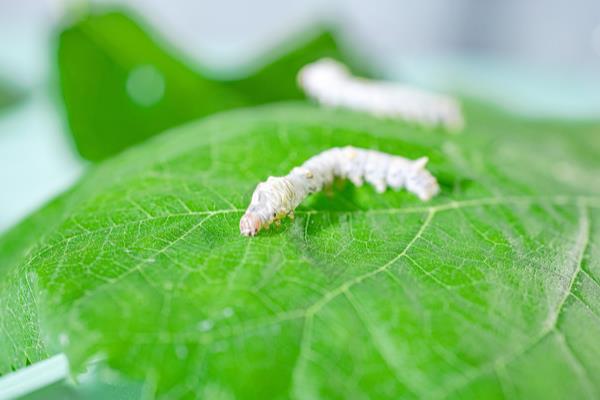 小满节气吃什么,可以吃苦菜、枇杷等