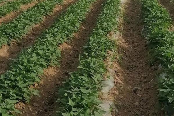 玉米怎么补种，连续缺苗2株以上要在中间补种一株