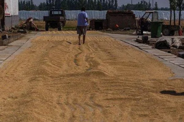 小麦种子播种前要不要浸泡,播种前要浸泡
