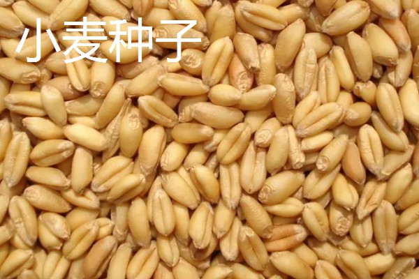 小麦种子播种前要不要浸泡,播种前要浸泡