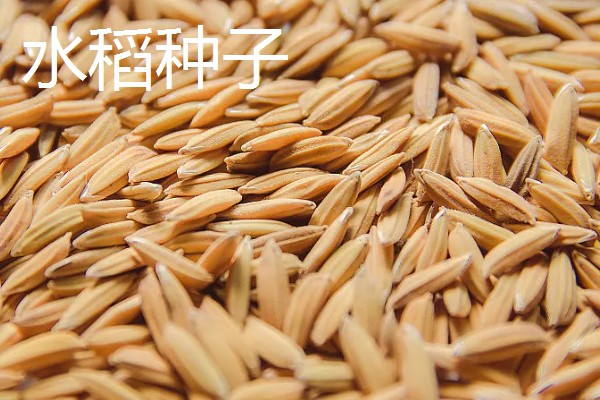 小麦种子播种前要不要浸泡,播种前要浸泡