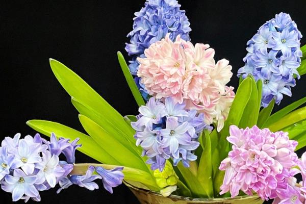 风信子开完花后如何处理,可以选择包裹冷藏的方法