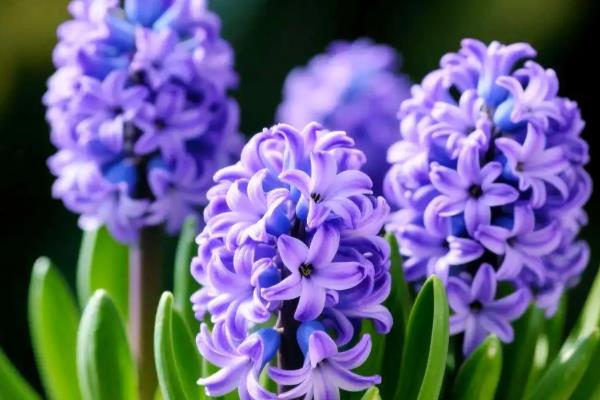 风信子开完花后如何处理,可以选择包裹冷藏的方法