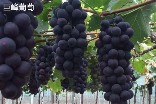 巨峰葡萄和夏黑葡萄有什么区别,属性、成熟时间、价格等方面不同