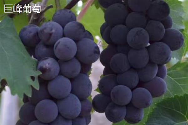 巨峰葡萄和夏黑葡萄有什么区别,属性、成熟时间、价格等方面不同