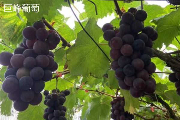 巨峰葡萄和夏黑葡萄有什么区别,属性、成熟时间、价格等方面不同