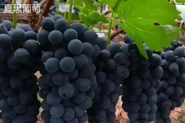 巨峰葡萄和夏黑葡萄有什么区别,属性、成熟时间、价格等方面不同