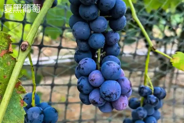 巨峰葡萄和夏黑葡萄有什么区别,属性、成熟时间、价格等方面不同