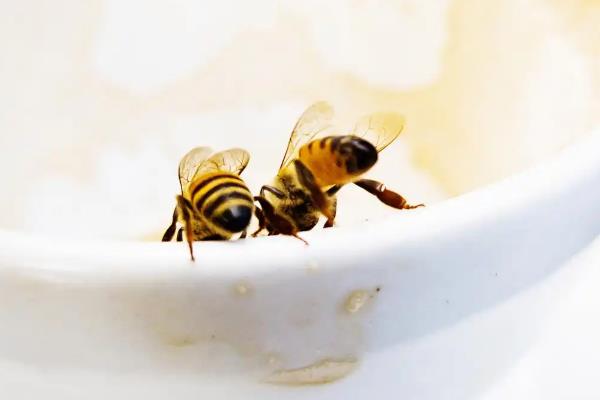 什么东西很快吸引蜜蜂,推荐蜂蜡、白糖、新鲜蜂蜜等
