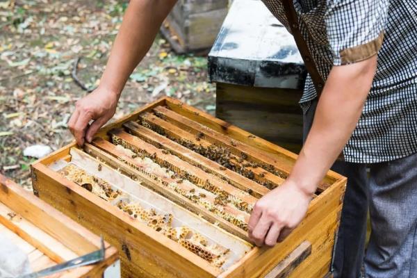 什么东西很快吸引蜜蜂,推荐蜂蜡、白糖、新鲜蜂蜜等