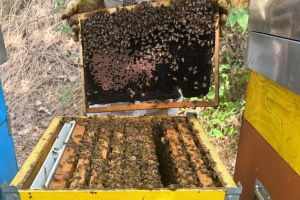 什么东西很快吸引蜜蜂,推荐蜂蜡、白糖、新鲜蜂蜜等