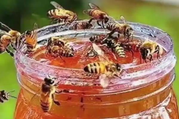 什么东西很快吸引蜜蜂,推荐蜂蜡、白糖、新鲜蜂蜜等