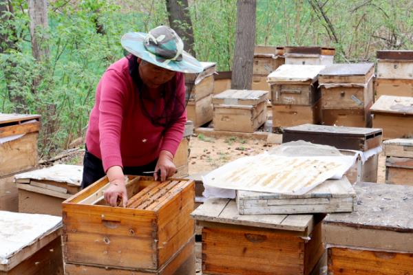 什么东西很快吸引蜜蜂,推荐蜂蜡、白糖、新鲜蜂蜜等