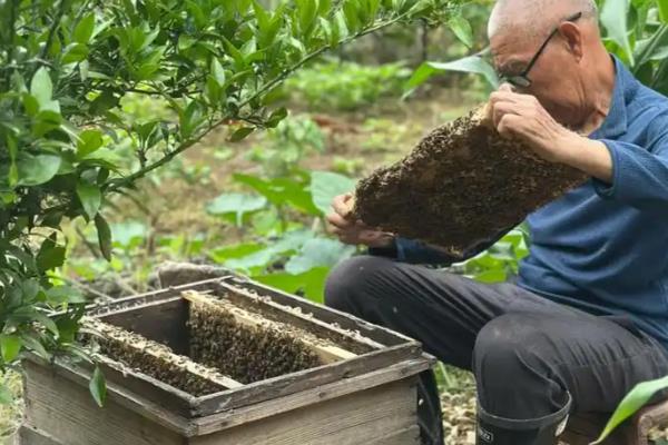 什么东西很快吸引蜜蜂,推荐蜂蜡、白糖、新鲜蜂蜜等