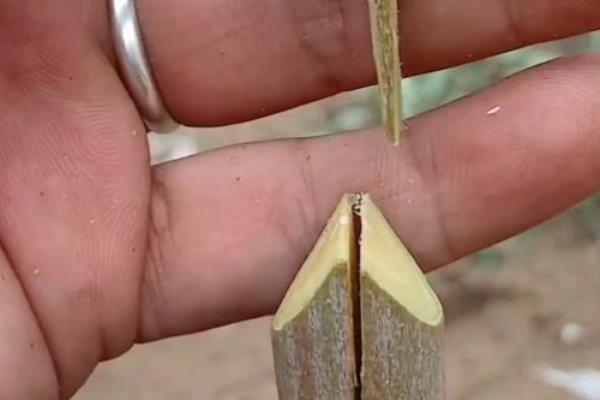 核桃树怎么修剪，将植株中部的枝条剪除可避免它徒长