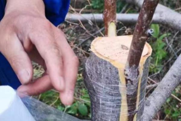 核桃树怎么修剪，将植株中部的枝条剪除可避免它徒长