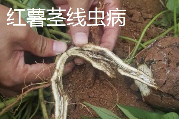 红薯常见病害怎么防治,发生茎线虫病可用辛硫磷溶液泼浇苗床