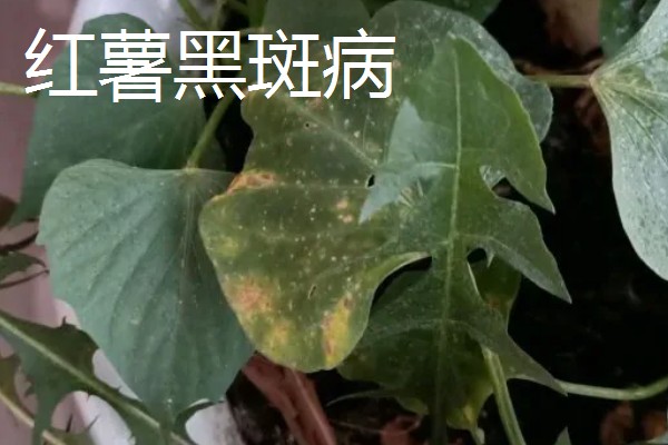 红薯常见病害怎么防治,发生茎线虫病可用辛硫磷溶液泼浇苗床