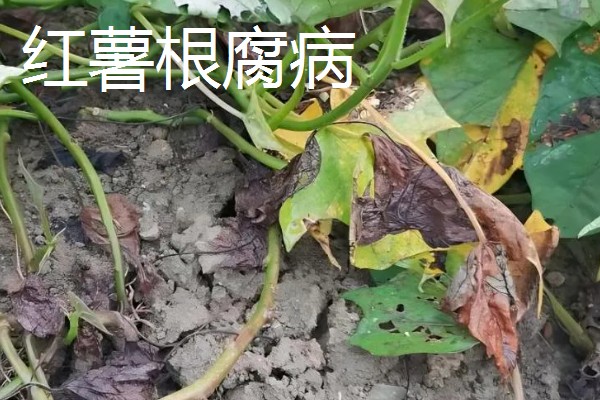 红薯常见病害怎么防治,发生茎线虫病可用辛硫磷溶液泼浇苗床