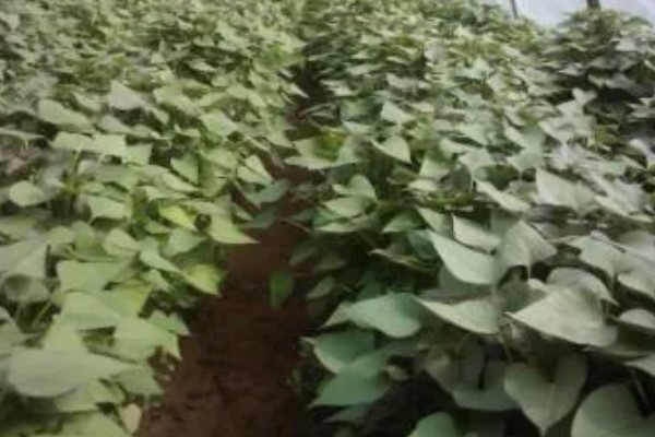 红薯常见病害怎么防治,发生茎线虫病可用辛硫磷溶液泼浇苗床