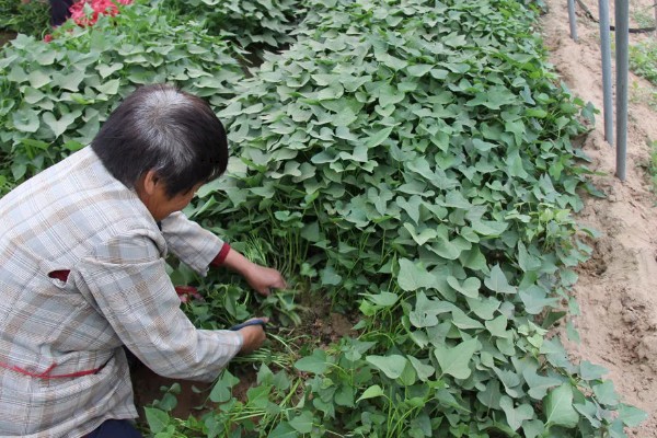 红薯常见病害怎么防治,发生茎线虫病可用辛硫磷溶液泼浇苗床