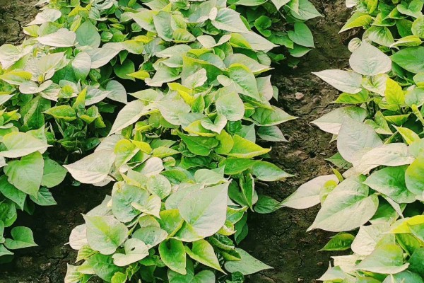 红薯常见病害怎么防治,发生茎线虫病可用辛硫磷溶液泼浇苗床