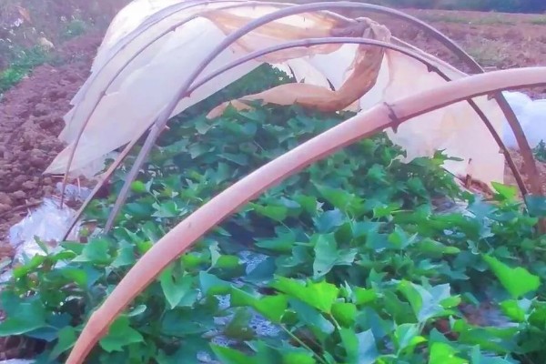 红薯常见病害怎么防治,发生茎线虫病可用辛硫磷溶液泼浇苗床
