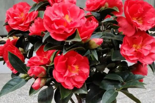 四季红山茶花的养殖方法,养殖要保持充足的光照