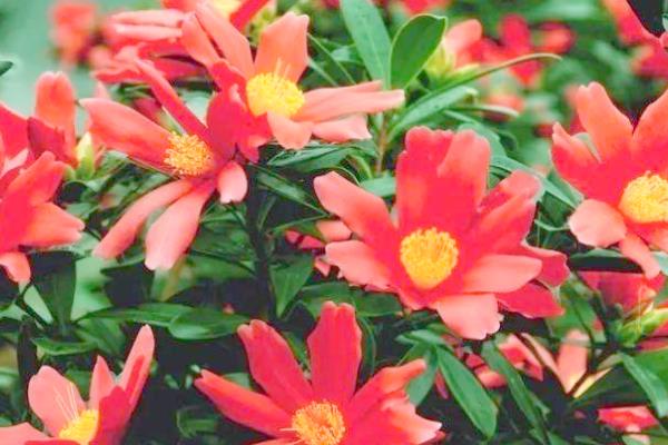 四季红山茶花的养殖方法,养殖要保持充足的光照