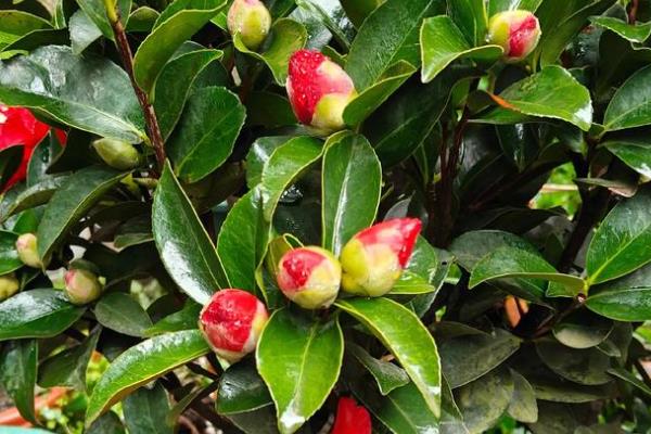 四季红山茶花的养殖方法,养殖要保持充足的光照