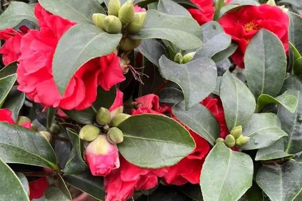 四季红山茶花的养殖方法,养殖要保持充足的光照