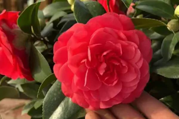 四季红山茶花的养殖方法,养殖要保持充足的光照