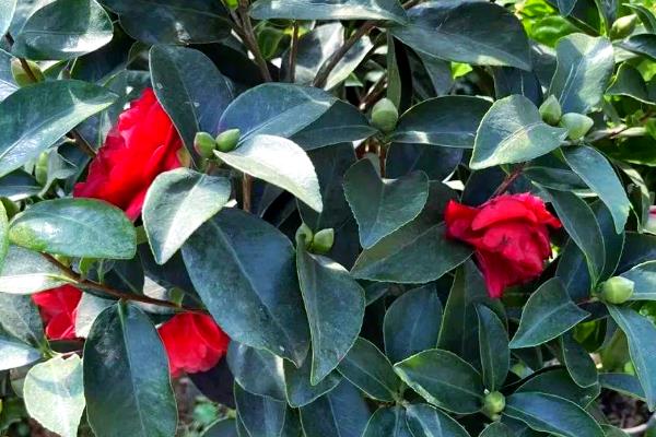 四季红山茶花的养殖方法,养殖要保持充足的光照