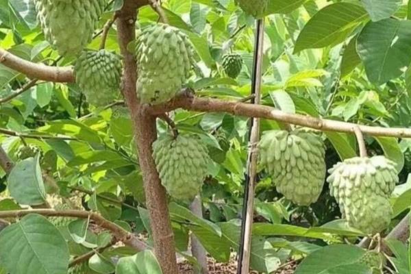 番荔枝怎么施肥,基肥以有机肥为主