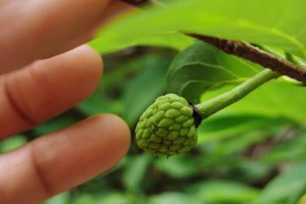 番荔枝怎么施肥,基肥以有机肥为主