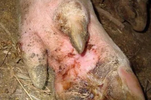 猪得了口蹄病如何治疗,先使用高锰酸钾溶液清洗伤口