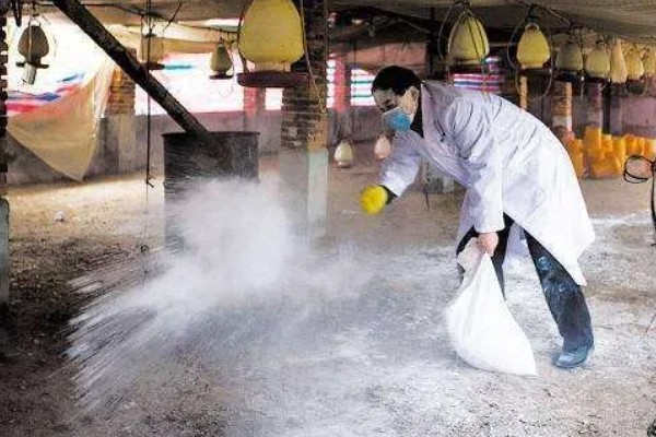 猪得了口蹄病如何治疗,先使用高锰酸钾溶液清洗伤口