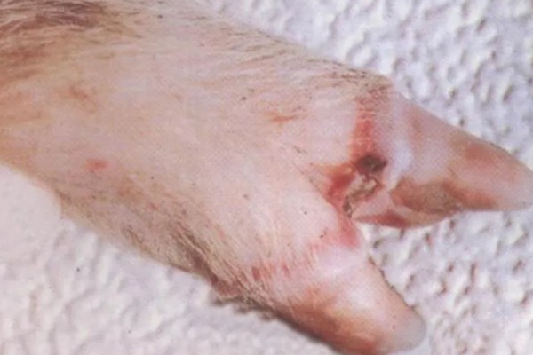 猪得了口蹄病如何治疗,先使用高锰酸钾溶液清洗伤口