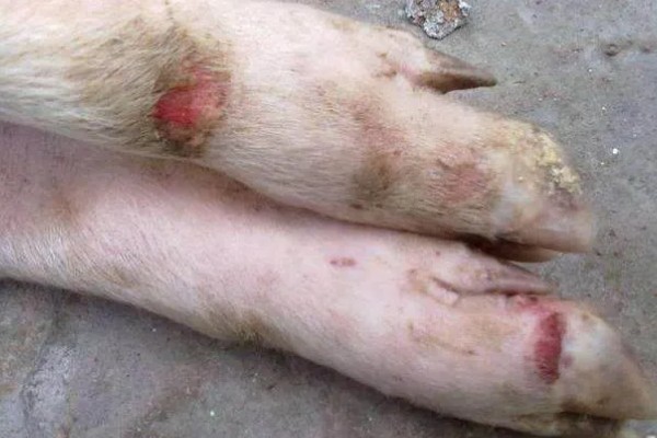 猪得了口蹄病如何治疗,先使用高锰酸钾溶液清洗伤口