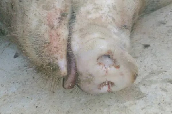 猪得了口蹄病如何治疗,先使用高锰酸钾溶液清洗伤口