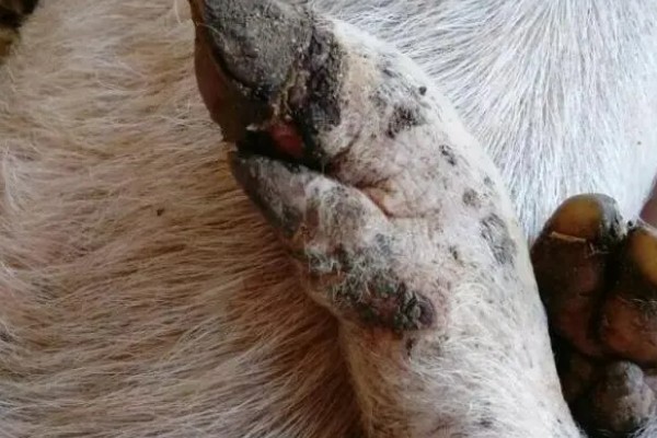 猪得了口蹄病如何治疗,先使用高锰酸钾溶液清洗伤口