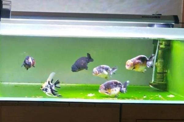 底滤鱼缸长绿苔的防治方法,要把鱼缸放在没有阳光的地方